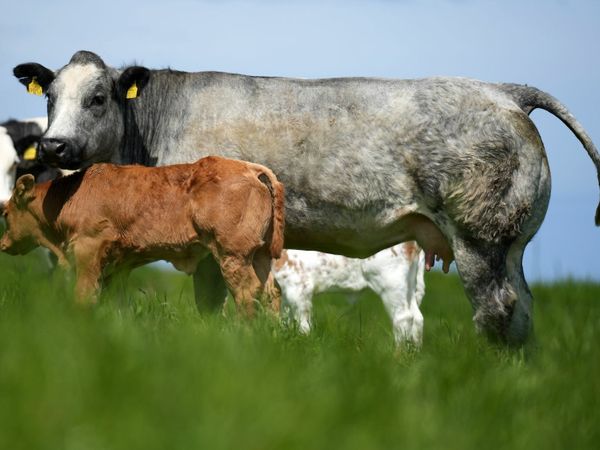 3 Serious Blue Heifers & Calves