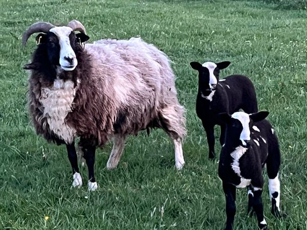 Jacob ewe with two Dutch Spotted ewe lambs