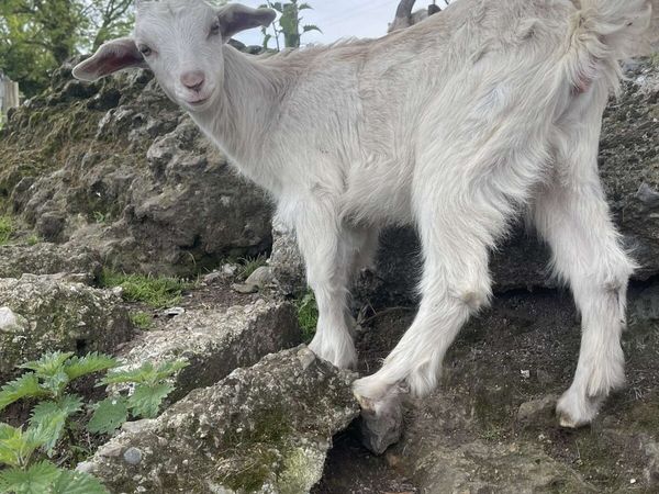 Female kid goat