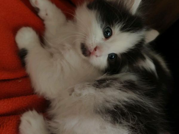 Kittens for sale 🤩