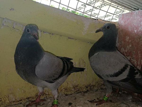 Pigeons Ready to go