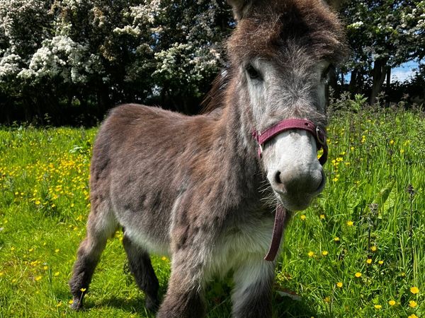 7 months old Jack Donkey