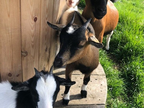 Female Pygmy Goats