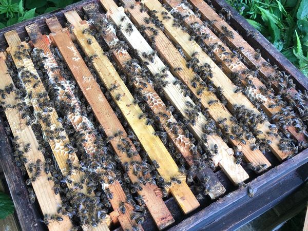 Hive of Black Honey Bees (AMM)