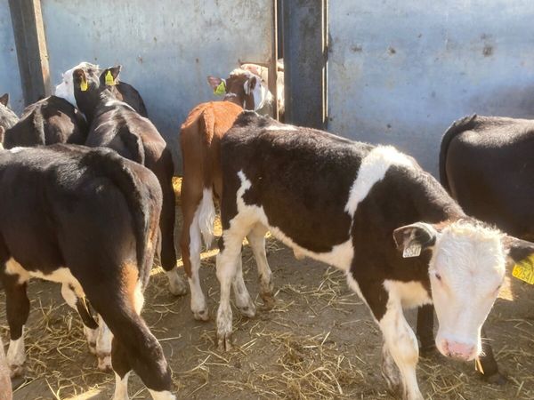 Top Quality Reared Calves