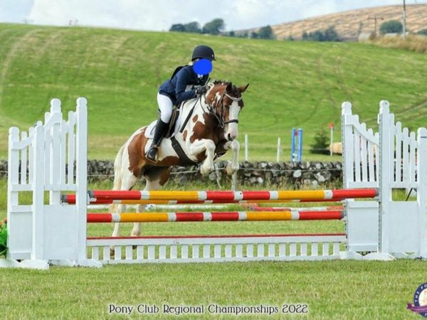 Talented 6 year old 13.2hh pony