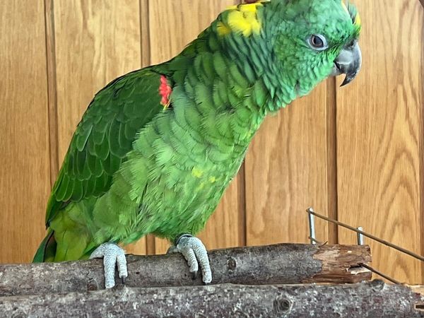 Yellow Naped Amazon Female Parrot 1 year.