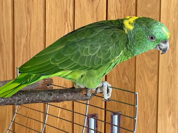 Yellow Naped Amazon Female Parrot 1 year.