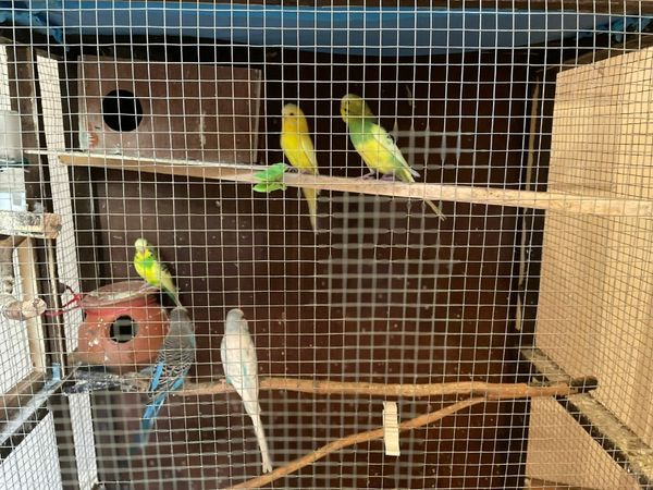 Budgies and Cage for Sale