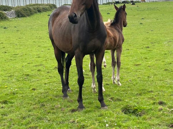 Tb Mare and phenomen blue vdl foal for sale