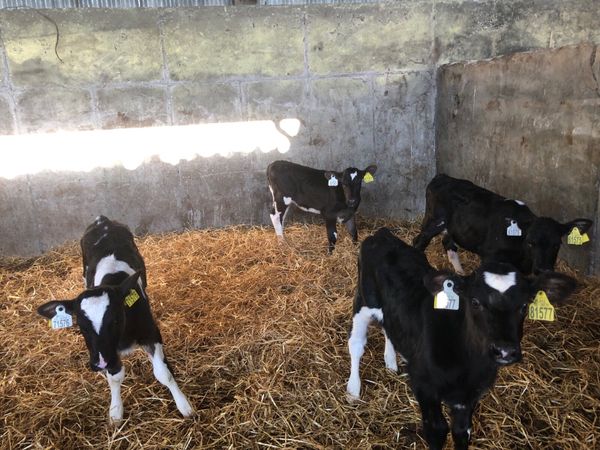 Frisian heifer calves
