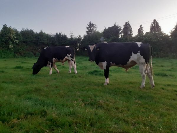 Holstein Friesian bulls