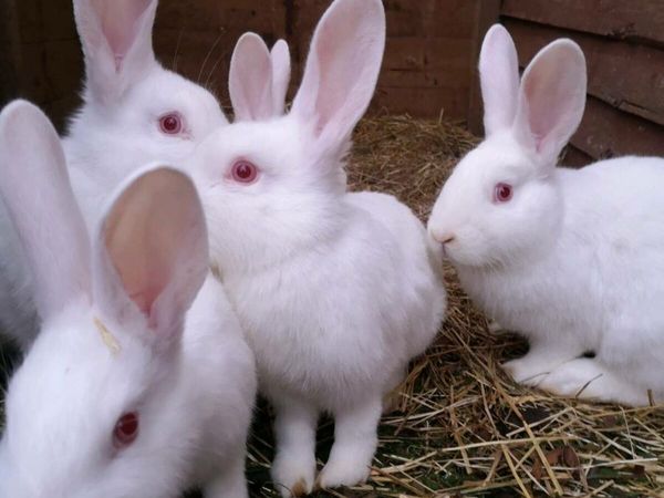 Newzeland white rabbits