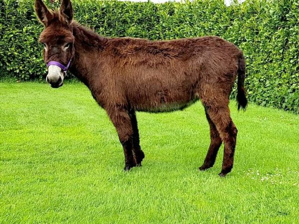Big Irish Mare Donkey