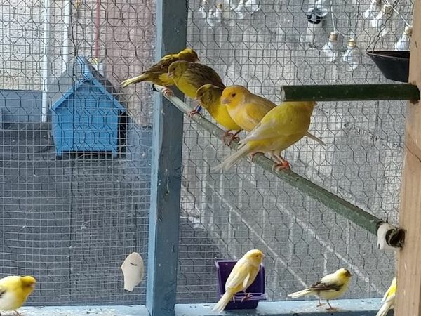 Canary Birds