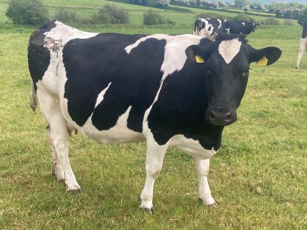 10 in calf Friesian Cows -Enniscorthy Tue 6th June