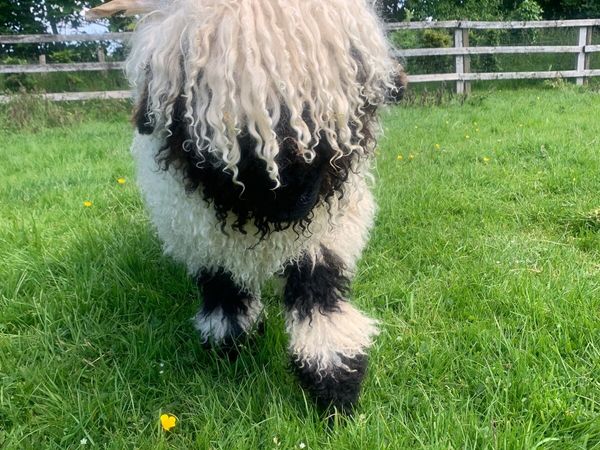 Pb registered Valais Blacknose ewe and ram lambs