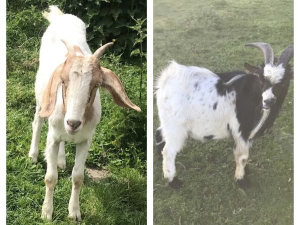 Goats for Sale (Boer & Pygmy)