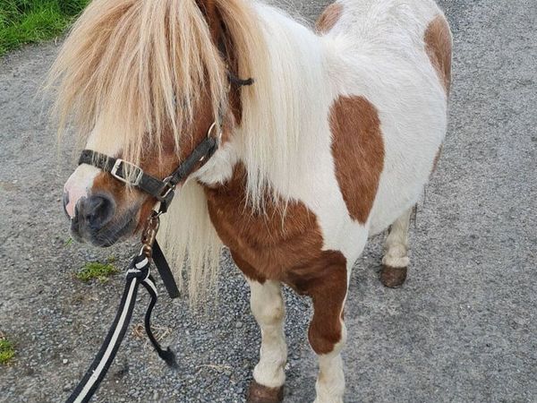 Shetland Pony (Stallion)
