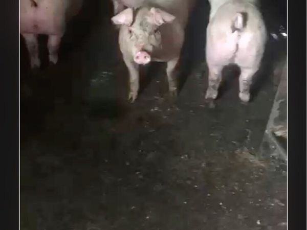 Duroc Cross Pigs for Sale
