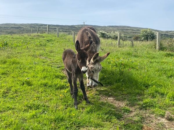 Donkey Mare and Foal