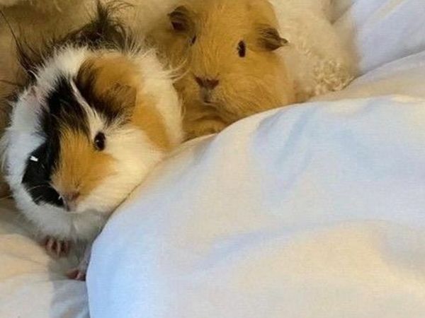 Two cute Guinea Pigs looking for a  new home