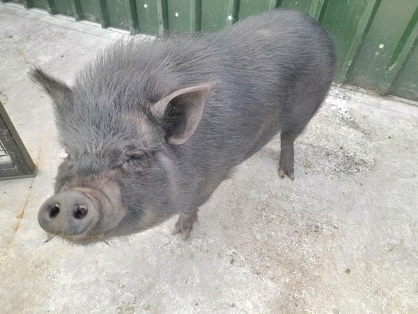 Minature pig (extremely friendly)