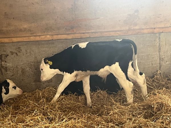 Hereford and Angus calves for sale