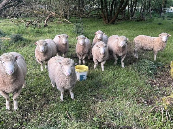 Dorset Tip Lambs