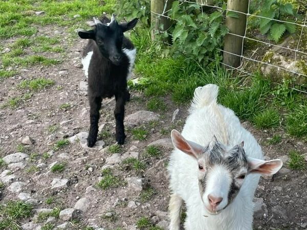 2 Pygmy Goats for Sale