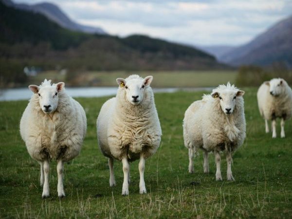 ram lambs for export wanted