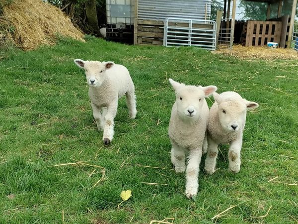 Pedigree Ryeland  lambs for sale