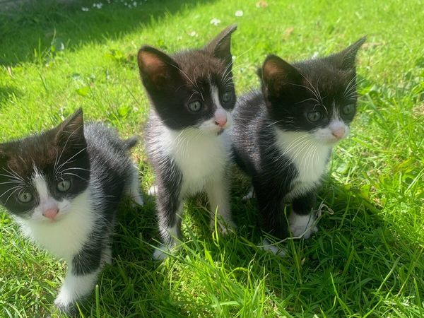 3 adorable kittens