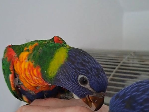 Rainbow lorikeet parrots