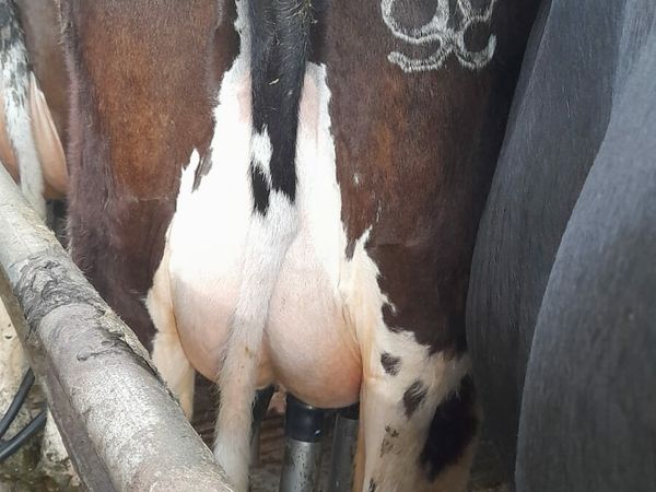 Genuine Dairy Calved Cows And Heifers @Abbeyfeale