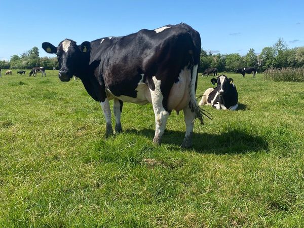 4 cows on point of calving for sale