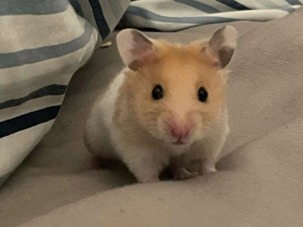Syrian Hamster with cage