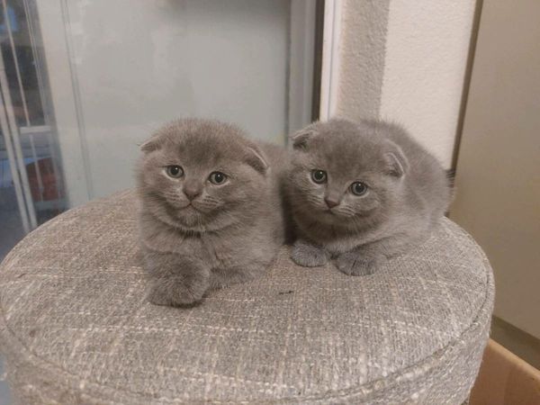 British and scottish kittens