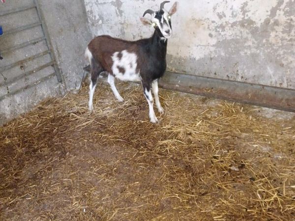 Female yearling goat