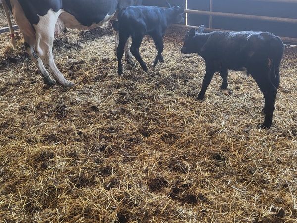 Friesian cow and 2 calves