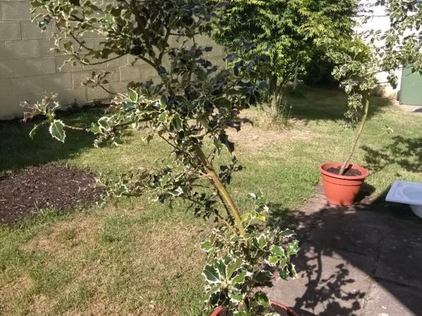 Holly trees open to offers needs a big garden