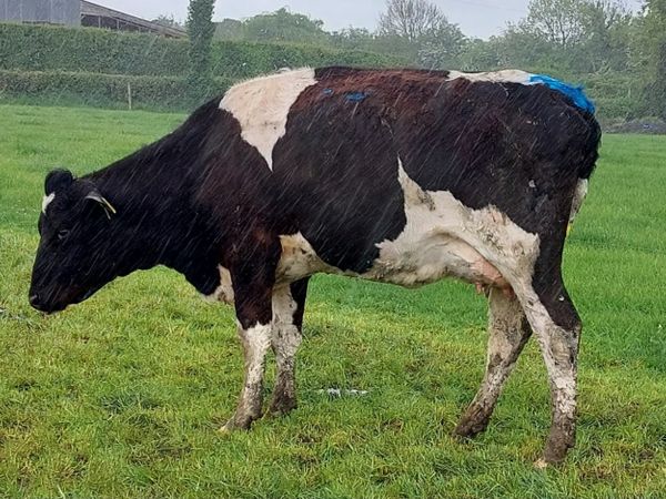 Cow and heifer in milk