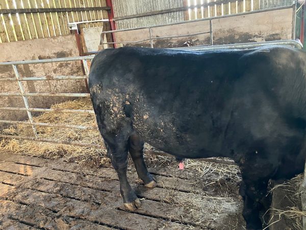 Aberdeen Angus pedigree registered bull