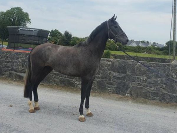 Promising 4-Year-Old Showjumping Gelding