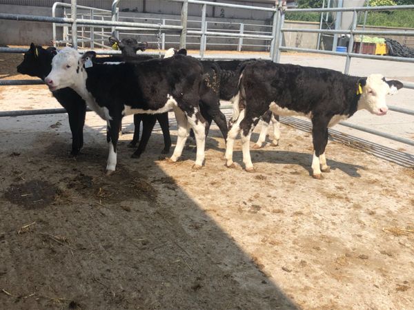 5 reared heifer calves for sale