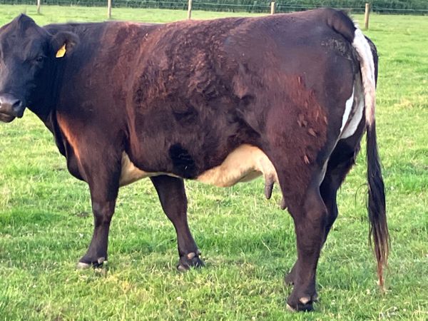 Super second calved cow