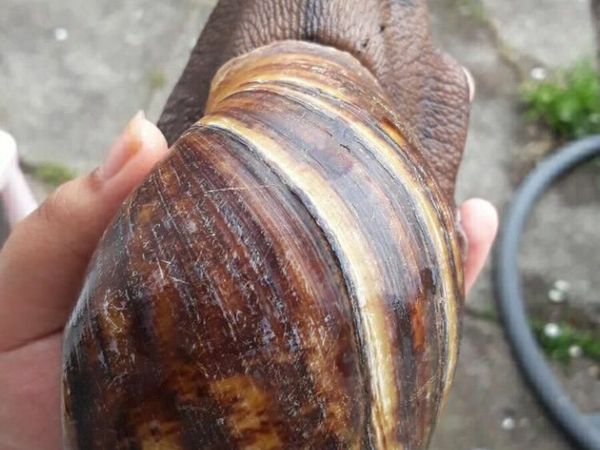 FREE Giant African Land Snails