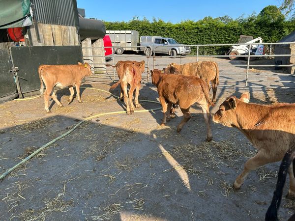 8 super  continental weanling heifers