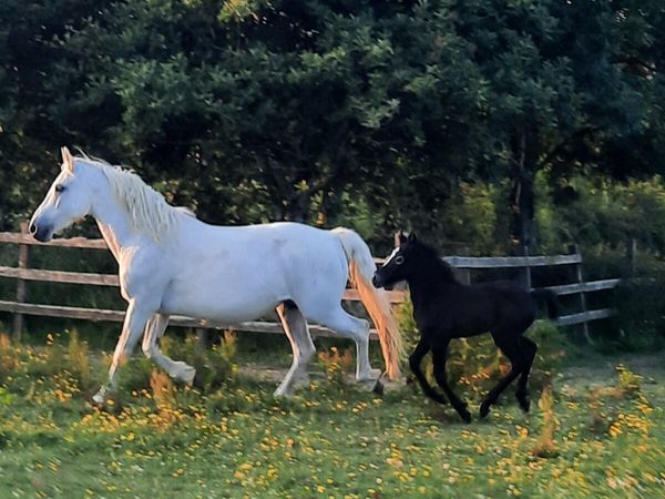 Connemara mare and colt foal