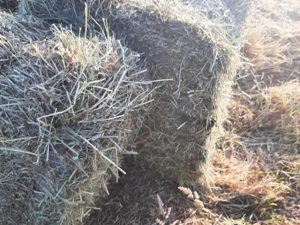 100 small bales of hay for sale